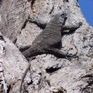 Varanus varius at Black Range, NSW - 18 Sep 2019