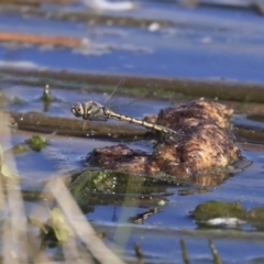 Hemicordulia tau (Tau Emerald) at Jerrabomberra Wetlands - 16 Sep 2019 by AlisonMilton