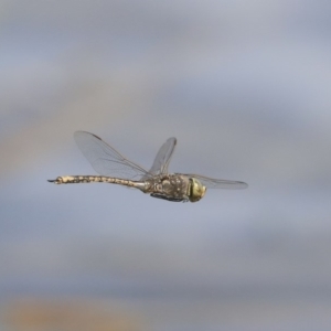 Anax papuensis at Fyshwick, ACT - 16 Sep 2019 11:09 AM