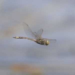 Anax papuensis at Fyshwick, ACT - 16 Sep 2019