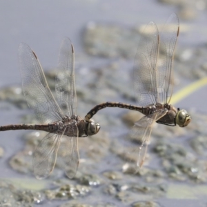 Anax papuensis at Gungahlin, ACT - 16 Sep 2019 01:43 PM