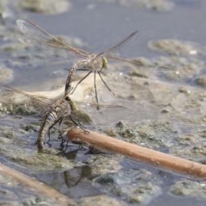 Anax papuensis at Gungahlin, ACT - 16 Sep 2019 01:43 PM