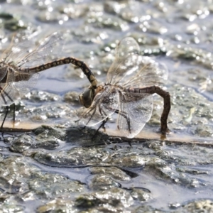 Anax papuensis at Gungahlin, ACT - 16 Sep 2019