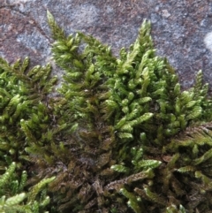 Hedwigia sp. at Tidbinbilla Nature Reserve - 1 Sep 2019 by RobParnell