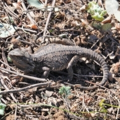 Pogona barbata (Eastern Bearded Dragon) at Red Hill Nature Reserve - 18 Sep 2019 by JackyF