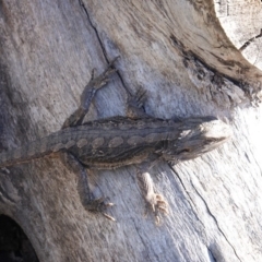 Pogona barbata at Deakin, ACT - suppressed