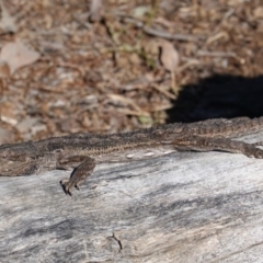 Pogona barbata at Deakin, ACT - 18 Sep 2019