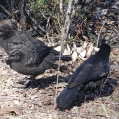 Corcorax melanorhamphos (White-winged Chough) at Hughes, ACT - 18 Sep 2019 by JackyF