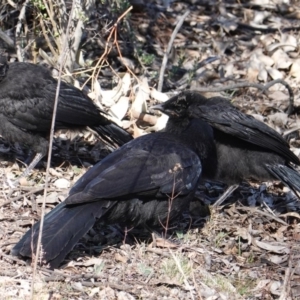 Corcorax melanorhamphos at Hughes, ACT - 18 Sep 2019 10:41 AM