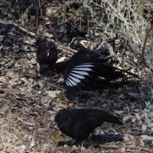 Corcorax melanorhamphos at Hughes, ACT - 18 Sep 2019 10:41 AM