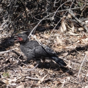 Corcorax melanorhamphos at Hughes, ACT - 18 Sep 2019 10:41 AM