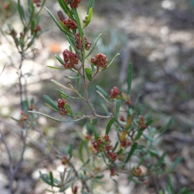 Dodonaea viscosa (Hop Bush) at Red Hill Nature Reserve - 18 Sep 2019 by JackyF