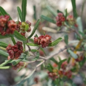 Dodonaea viscosa at Deakin, ACT - 18 Sep 2019