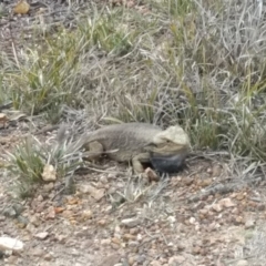 Pogona barbata (Eastern Bearded Dragon) at Bruce, ACT - 18 Sep 2019 by simonkel