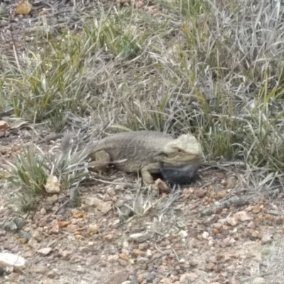 Pogona barbata (Eastern Bearded Dragon) at Gossan Hill - 18 Sep 2019 by simonkel