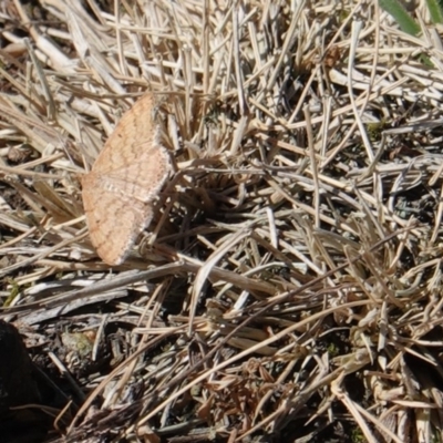 Scopula rubraria (Reddish Wave, Plantain Moth) at Red Hill Nature Reserve - 18 Sep 2019 by JackyF