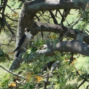 Falco peregrinus at Bega, NSW - 3 Dec 2018