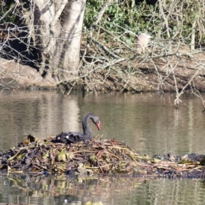 Cygnus atratus at Bega, NSW - 11 Aug 2019 10:14 AM