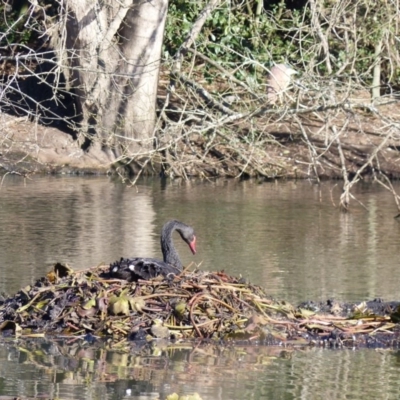 Cygnus atratus (Black Swan) at Bega, NSW - 11 Aug 2019 by MatthewHiggins