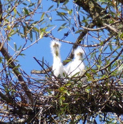 Ardea alba (Great Egret) at Bega, NSW - 15 Feb 2019 by MatthewHiggins