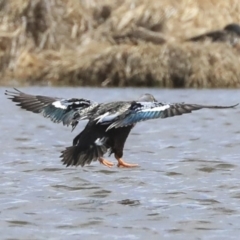 Spatula rhynchotis (Australasian Shoveler) at Fyshwick, ACT - 16 Sep 2019 by AlisonMilton