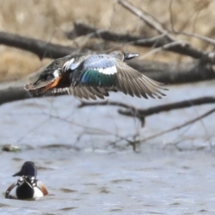 Spatula rhynchotis at Fyshwick, ACT - 16 Sep 2019