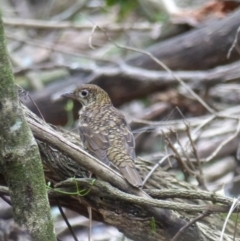 Zoothera lunulata (Bassian Thrush) at Black Range, NSW - 19 Apr 2019 by MatthewHiggins