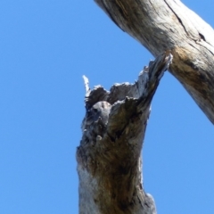 Aegotheles cristatus (Australian Owlet-nightjar) at Black Range, NSW - 15 Apr 2019 by MatthewHiggins