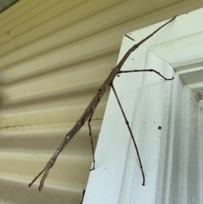 Ctenomorpha marginipennis (Margin-winged stick insect) at Black Range, NSW - 11 Mar 2019 by MatthewHiggins