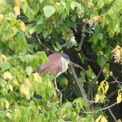 Nycticorax caledonicus (Nankeen Night-Heron) at Bega, NSW - 13 Mar 2019 by MatthewHiggins