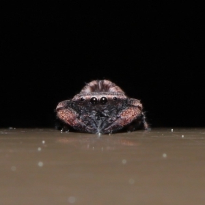 Simaetha sp. (genus) at Acton, ACT - 18 Sep 2019