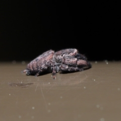 Simaetha sp. (genus) at Acton, ACT - 18 Sep 2019 01:57 PM