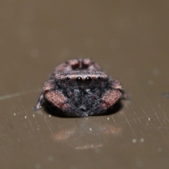 Simaetha sp. (genus) at Acton, ACT - 18 Sep 2019 01:57 PM