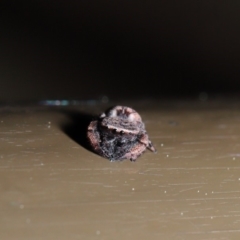 Simaetha sp. (genus) at Acton, ACT - 18 Sep 2019 01:57 PM