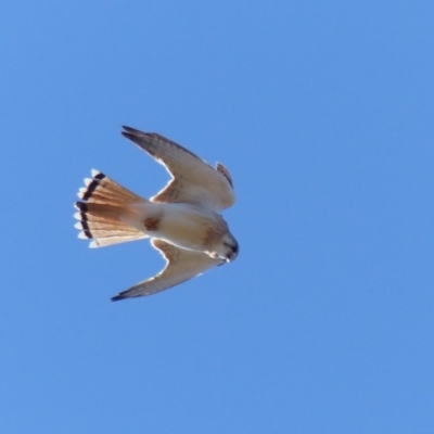 Falco cenchroides (Nankeen Kestrel) at Black Range, NSW - 11 Sep 2019 by MatthewHiggins