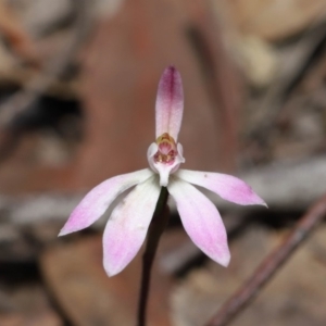 Caladenia fuscata at Hackett, ACT - suppressed