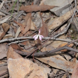 Caladenia fuscata at Hackett, ACT - suppressed