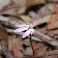 Caladenia fuscata at Hackett, ACT - 18 Sep 2019