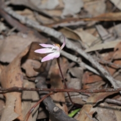 Caladenia fuscata at Hackett, ACT - suppressed