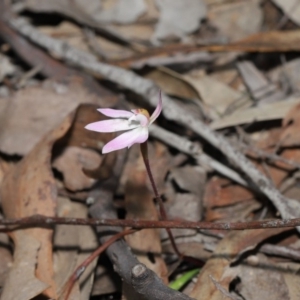 Caladenia fuscata at Hackett, ACT - 18 Sep 2019