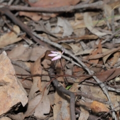 Caladenia fuscata at Hackett, ACT - suppressed