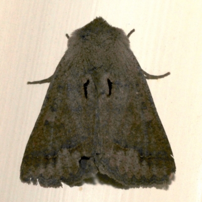 Pantydia diemeni (Erebinae) at Ainslie, ACT - 16 Sep 2019 by jbromilow50