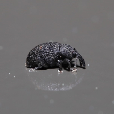 Melanterius sp. (genus) (Unidentified Melanterius weevil) at ANBG - 18 Sep 2019 by TimL