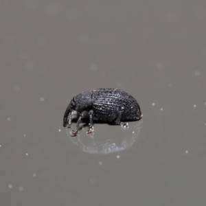 Melanterius sp. (genus) at Acton, ACT - 18 Sep 2019 01:51 PM