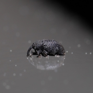 Melanterius sp. (genus) at Acton, ACT - 18 Sep 2019 01:51 PM