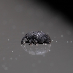 Melanterius sp. (genus) at Acton, ACT - 18 Sep 2019