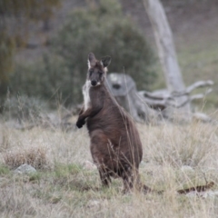 Osphranter robustus (Wallaroo) at Gundaroo, NSW - 18 Sep 2019 by Gunyijan