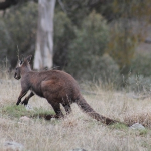 Osphranter robustus robustus at Gundaroo, NSW - 18 Sep 2019 04:55 PM