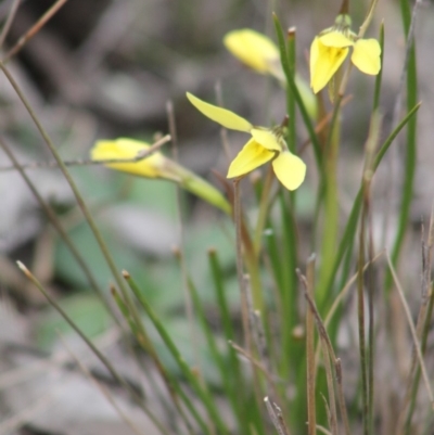 Diuris chryseopsis (Golden Moth) at Gundaroo, NSW - 18 Sep 2019 by Gunyijan