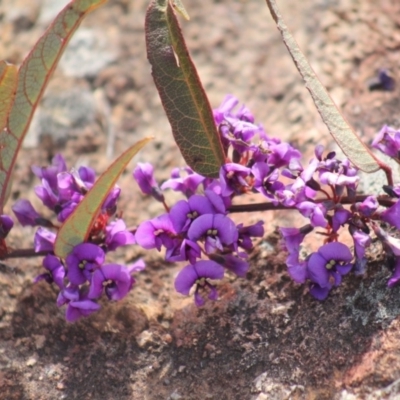 Hardenbergia violacea (False Sarsaparilla) at Gundaroo, NSW - 15 Sep 2019 by Gunyijan